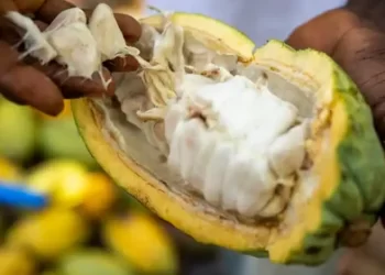 Çokollata së shpejti produkt luksi? Rritja e çmimit të kakaos sjell krizë, magazinat mbeten pa stoqe