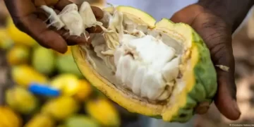 Çokollata së shpejti produkt luksi? Rritja e çmimit të kakaos sjell krizë, magazinat mbeten pa stoqe