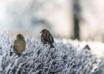 Parashikimi i motit për sot – e mërkurë