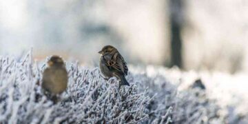 Parashikimi i motit për sot – e mërkurë