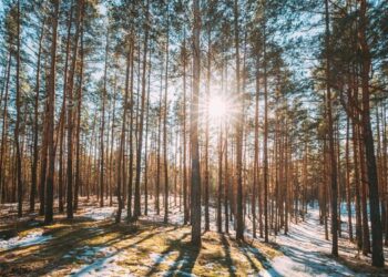 Parashikimi i motit për sot – e enjte