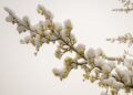 Afrohet fronti i ftohtë i pasuar nga temperatura polare dhe borë!