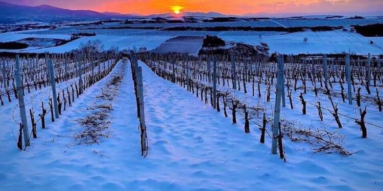 Rënia e theksuar e temperaturave – acari, këshilla për fermerët nga Drejtoria e Bujqësisë në Rahovec!