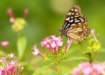 Moti nesër dhe ditëve në vazhdim! (20.04.2025.) E Diele