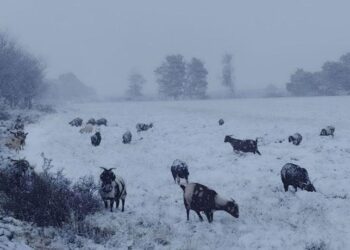 Front i ftohtë me borë në Afrikën e Jugut, disa viktima nga aksidentet!