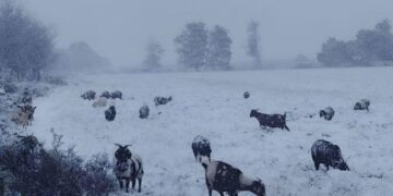 Front i ftohtë me borë në Afrikën e Jugut, disa viktima nga aksidentet!