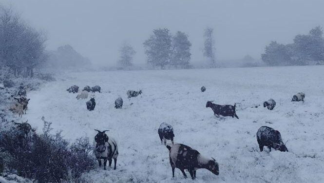 Front i ftohtë me borë në Afrikën e Jugut, disa viktima nga aksidentet!