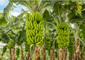 Ndryshimet klimatike po na lënë pa frutin e preferuar