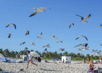 Pulëbardhat ‘terrorizojnë’ një qytet britanik, postierët dhe vizitorët në panik nga sulmet!