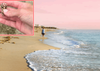 Nëse i shihni në plazh, mos i prekni: Janë të bukura, shumëngjyrëshe dhe interesante për fëmijët – por përmbajnë helm