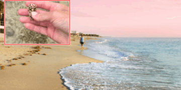 Nëse i shihni në plazh, mos i prekni: Janë të bukura, shumëngjyrëshe dhe interesante për fëmijët – por përmbajnë helm