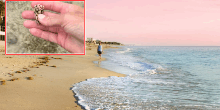 Nëse i shihni në plazh, mos i prekni: Janë të bukura, shumëngjyrëshe dhe interesante për fëmijët – por përmbajnë helm