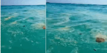 Çfarë po ndodh me detin në Shqipëri? Në një orë të ditës në gjithë bregdetin e jugut shfaqen masa të mëdha ndotje 