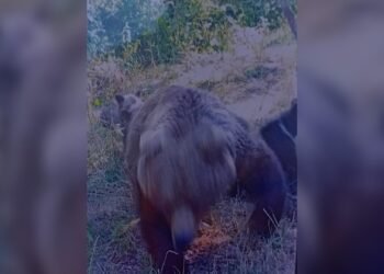 Ariu vret turistin në Rumani, publikohen fotot e fundit që bëri