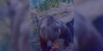 Ariu vret turistin në Rumani, publikohen fotot e fundit që bëri