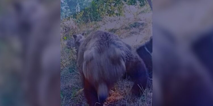 Ariu vret turistin në Rumani, publikohen fotot e fundit që bëri