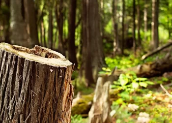 U godit nga lisi, vdes një person në Ferizaj