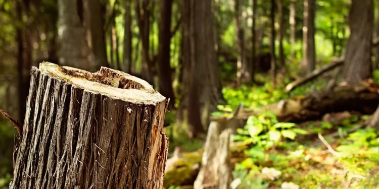 U godit nga lisi, vdes një person në Ferizaj