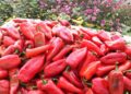 BE ngre alarmin: Specat shqiptarë me pesticide, urdhërohet tërheqja nga tregu evropian