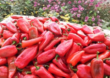 BE ngre alarmin: Specat shqiptarë me pesticide, urdhërohet tërheqja nga tregu evropian