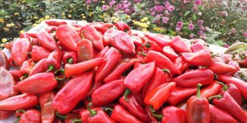 BE ngre alarmin: Specat shqiptarë me pesticide, urdhërohet tërheqja nga tregu evropian