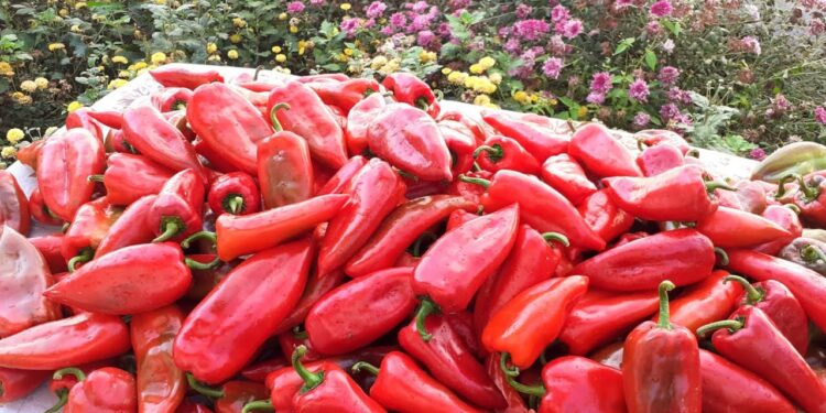 BE ngre alarmin: Specat shqiptarë me pesticide, urdhërohet tërheqja nga tregu evropian