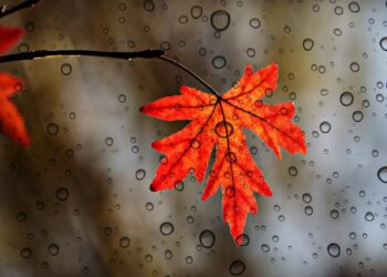 Çka është ankthi i vjeshtës dhe si ta përballoni?