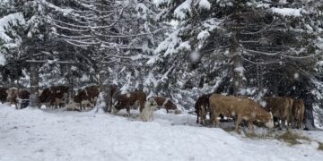 Reshjet e borës bllokojnë një person dhe bagëtitë e tij në bjeshkët e Istogut