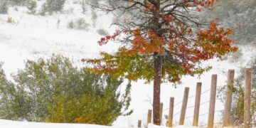 Parashikimi i motit për sot – e shtunë