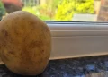Pse duhet të vendosni patate në dritare gjatë muajve në vijim?