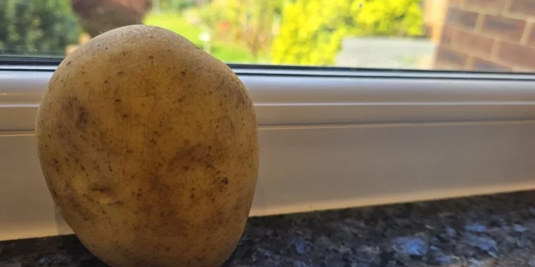 Pse duhet të vendosni patate në dritare gjatë muajve në vijim?