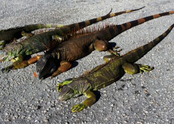 Florida përjeton të ftohtë historik, ndodh një nga fenomenet e rralla si pasojë e acarit