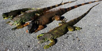 Florida përjeton të ftohtë historik, iguana të ngrira bien nga pemët