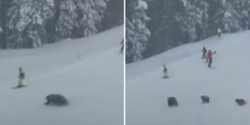 Momenti i frikshëm kur arinjtë u shfaqën krejt papritur para skiatorëve