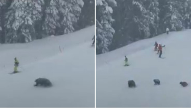 Momenti i frikshëm kur arinjtë u shfaqën krejt papritur para skiatorëve