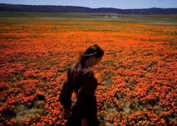 Sezoni i alergjive, këta janë hapat që duhet të ndërmerrni