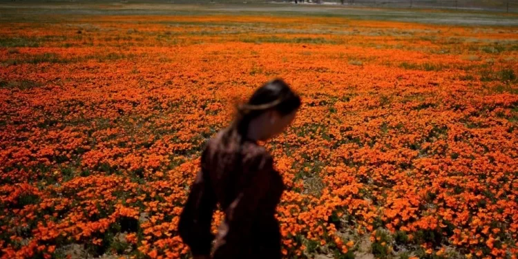 Sezoni i alergjive, këta janë hapat që duhet të ndërmerrni