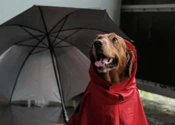 Pse qeni bëhet i shqetësuar para stuhisë: Cilat ndryshime në atmosferë i dallon para motit të keq