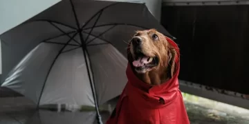 Pse qeni bëhet i shqetësuar para stuhisë: Cilat ndryshime në atmosferë i dallon para motit të keq