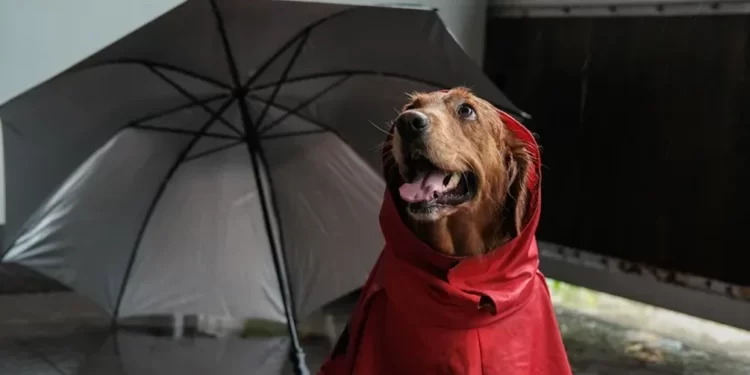 Pse qeni bëhet i shqetësuar para stuhisë: Cilat ndryshime në atmosferë i dallon para motit të keq