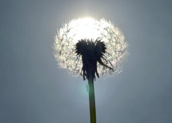 Nxehtësi e pazakontë në Britani, dita më e ngrohtë që nga 1946