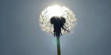 Nxehtësi e pazakontë në Britani, dita më e ngrohtë që nga 1946