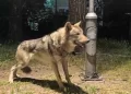Kapet një ujk në Shkup, ishte mbajtur ilegalisht si kafshë shtëpiake