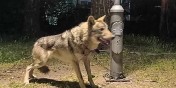 Kapet një ujk në Shkup, ishte mbajtur ilegalisht si kafshë shtëpiake