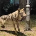 Kapet një ujk në Shkup, ishte mbajtur ilegalisht si kafshë shtëpiake