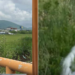 Fermerët hedhin qumështin në lumë pas uljes së çmimit