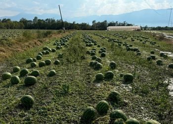 Dëmet nga breshri, Ministria e Bujqësisë del me njoftim për fermerët