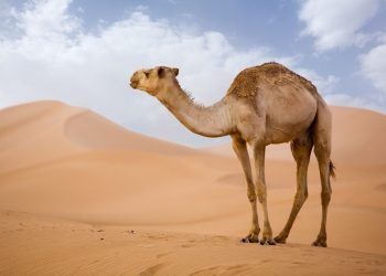 Devetë e Afrikës po ngordhin nga nxehtësia ekstreme