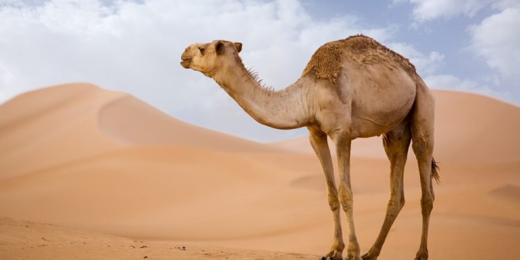 Devetë e Afrikës po ngordhin nga nxehtësia ekstreme