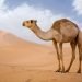 Devetë e Afrikës po ngordhin nga nxehtësia ekstreme